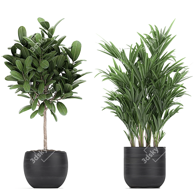 Exotic Plant Collection in Black Pots 3D model image 3