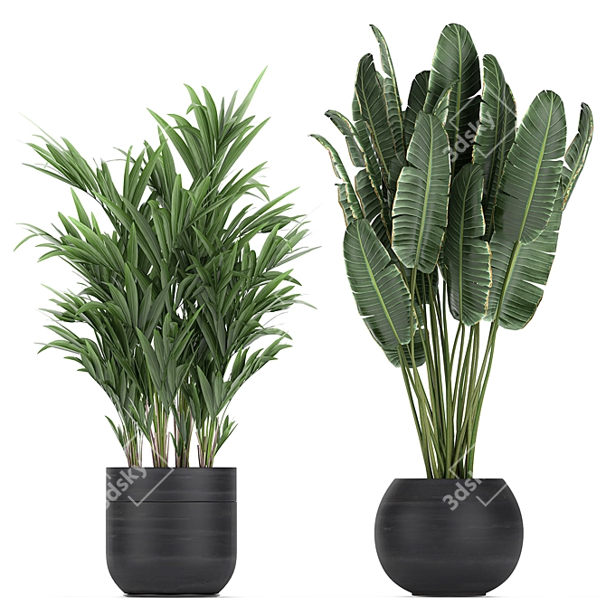 Exotic Plant Collection in Black Pots 3D model image 4