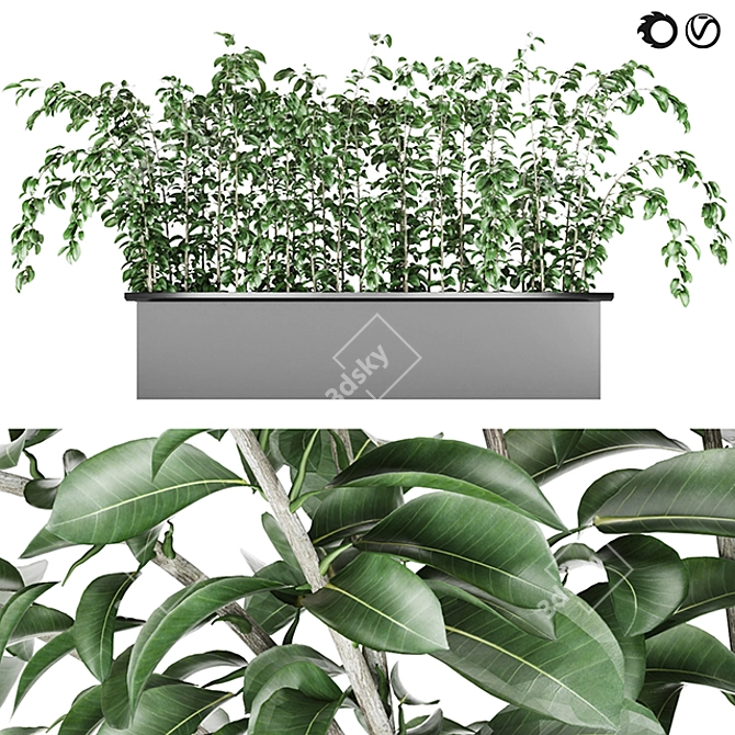Elegant Ficus Elastica Plant 3D model image 1