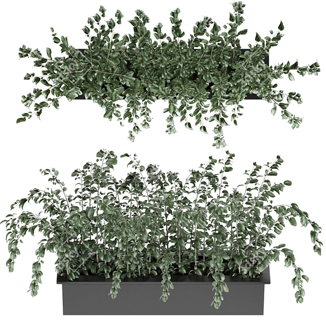 Elegant Ficus Elastica Plant 3D model image 2