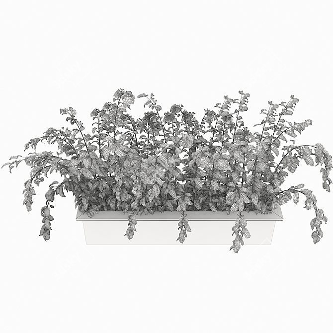 Elegant Ficus Elastica Plant 3D model image 3