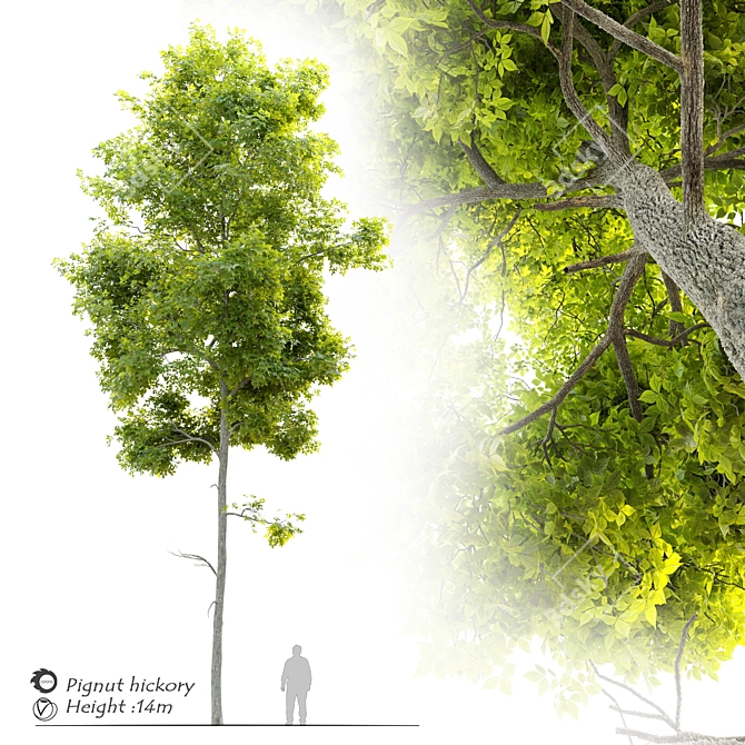 Premium Pignut Hickory Tree: Carya glabra 3D model image 1