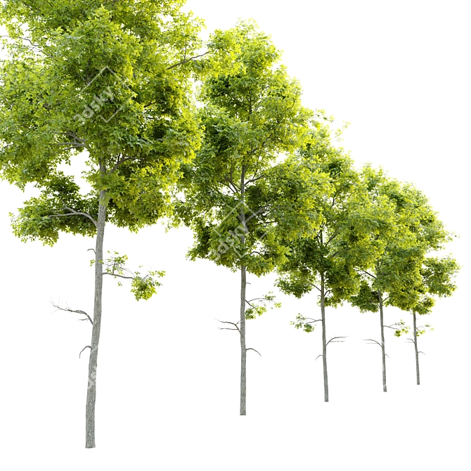 Premium Pignut Hickory Tree: Carya glabra 3D model image 3