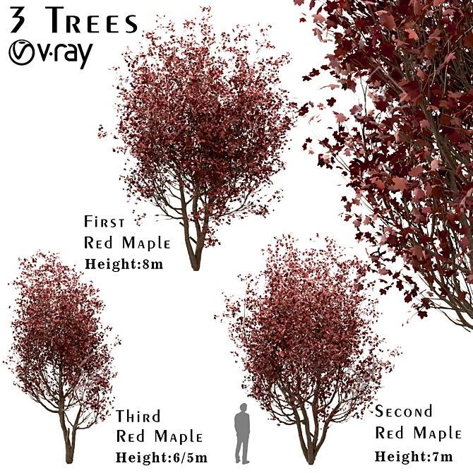 Scenic Trio: Red Maple Trees (3 Trees) 3D model image 1