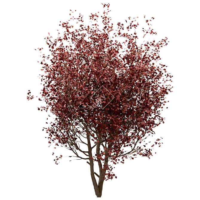 Scenic Trio: Red Maple Trees (3 Trees) 3D model image 2