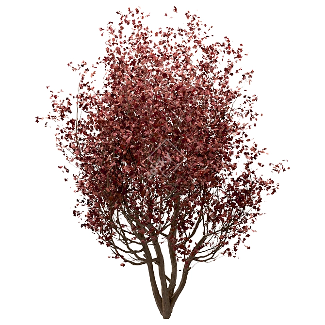 Scenic Trio: Red Maple Trees (3 Trees) 3D model image 3