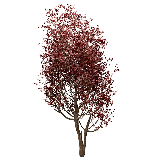 Scenic Trio: Red Maple Trees (3 Trees) 3D model image 4