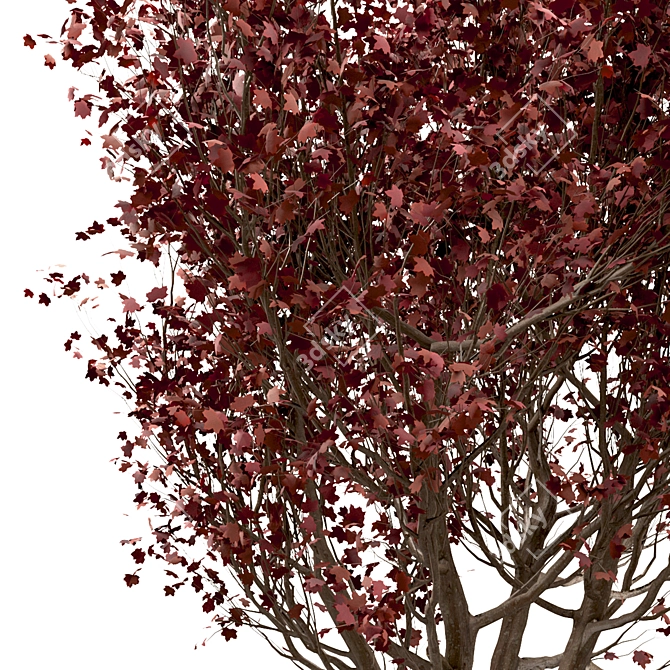 Scenic Trio: Red Maple Trees (3 Trees) 3D model image 5