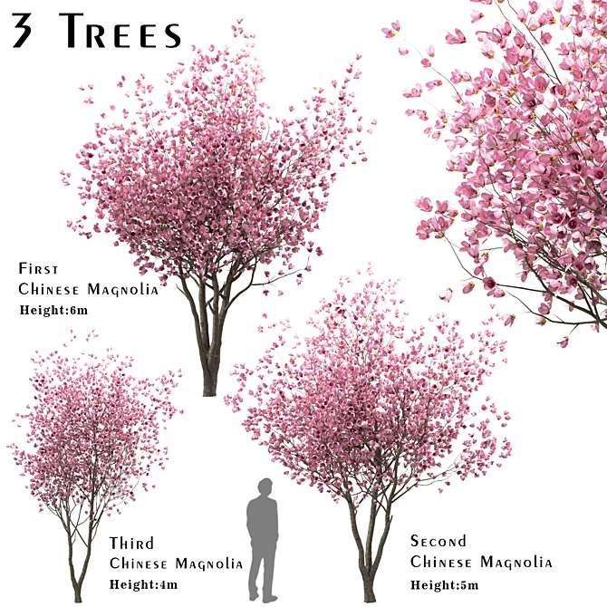 Chinese Magnolia Trio: Saucer Magnolia Set 3D model image 1