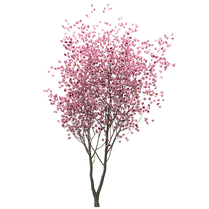 Chinese Magnolia Trio: Saucer Magnolia Set 3D model image 4