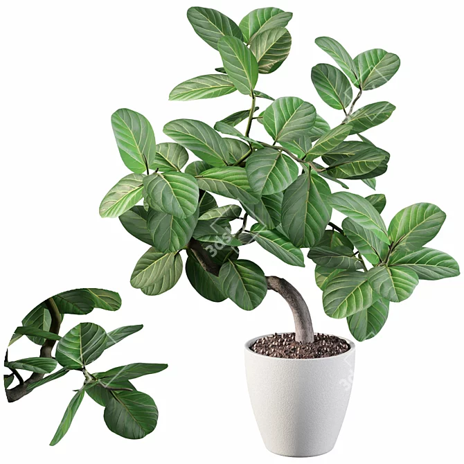 Exquisite Ficus Benghalensis: 3D Plant Collection 3D model image 1