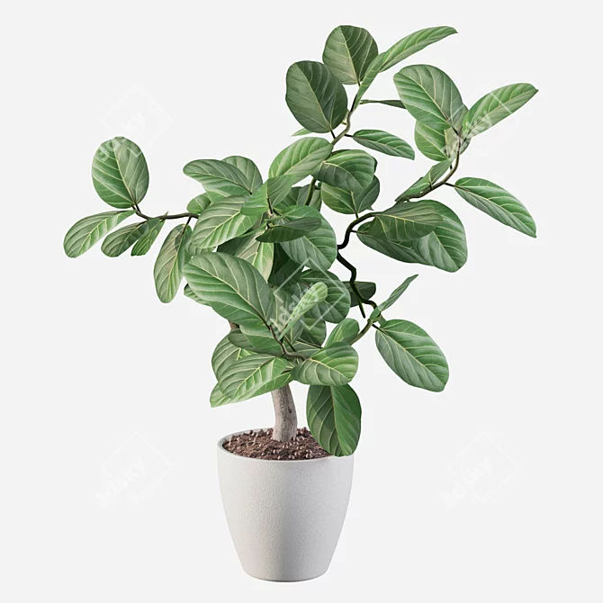 Exquisite Ficus Benghalensis: 3D Plant Collection 3D model image 2
