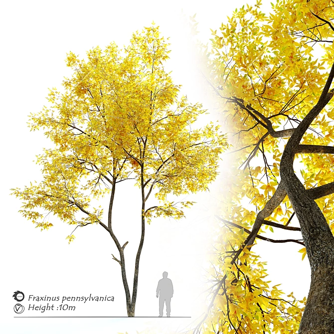 Autumn Ash Tree - Beautiful Fraxinus pennsylvanica 3D model image 1