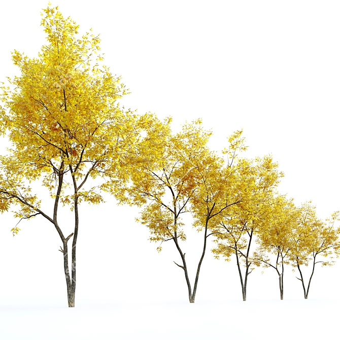 Autumn Ash Tree - Beautiful Fraxinus pennsylvanica 3D model image 2