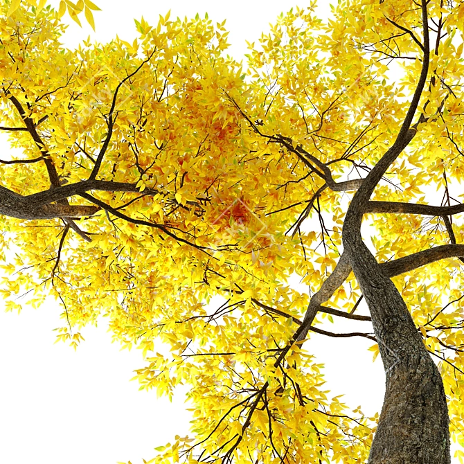 Autumn Ash Tree - Beautiful Fraxinus pennsylvanica 3D model image 3