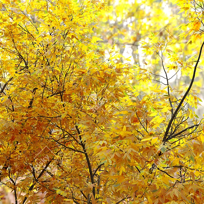 Autumn Ash Tree - Beautiful Fraxinus pennsylvanica 3D model image 4