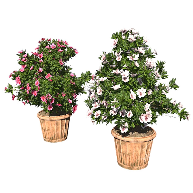 Pink-White Azalea Flowers: Realistic 3D Model & Textures 3D model image 2