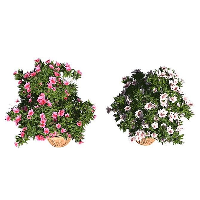 Pink-White Azalea Flowers: Realistic 3D Model & Textures 3D model image 4