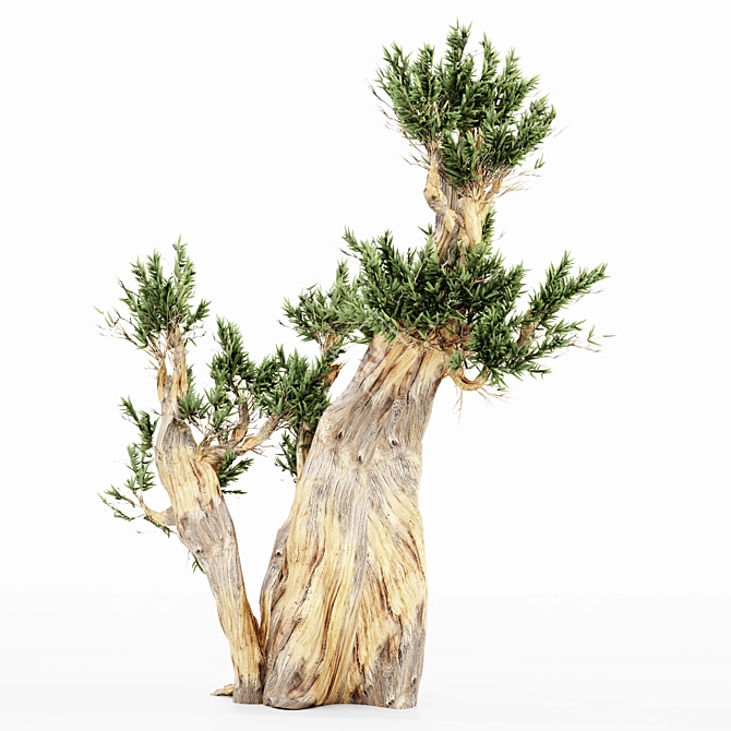 5 Bristlecone Pines - Stunning Tree Collection 3D model image 2