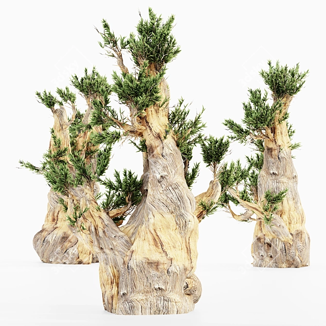 5 Bristlecone Pines - Stunning Tree Collection 3D model image 4