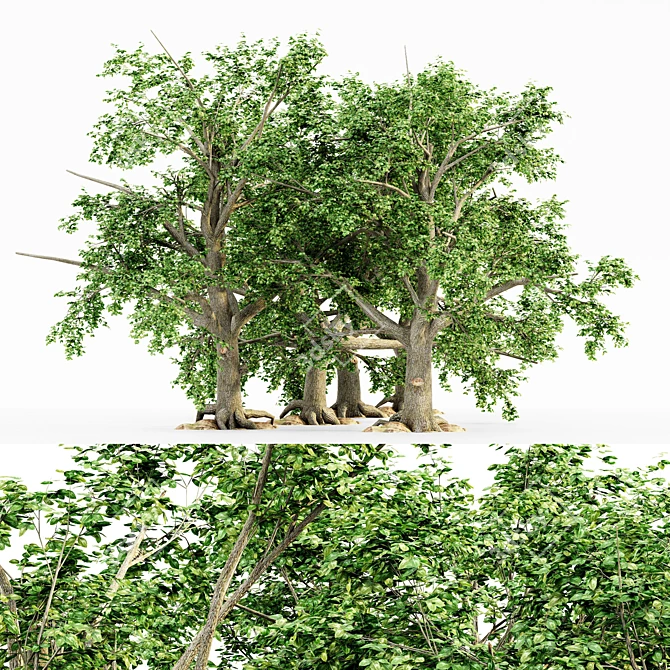 Title: Botanical Beauty: 5 Broadleaf Tree Collection 3D model image 1