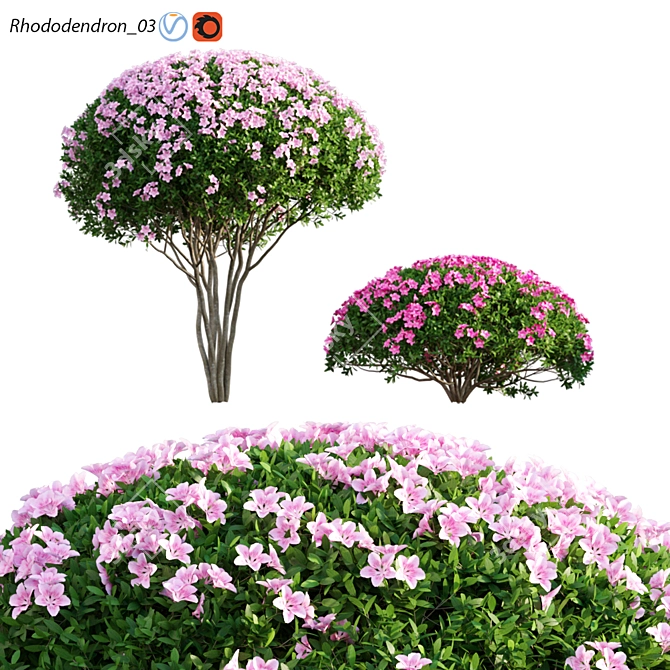Rhododendron 03 - High-Quality 3D Model and Textures 3D model image 1