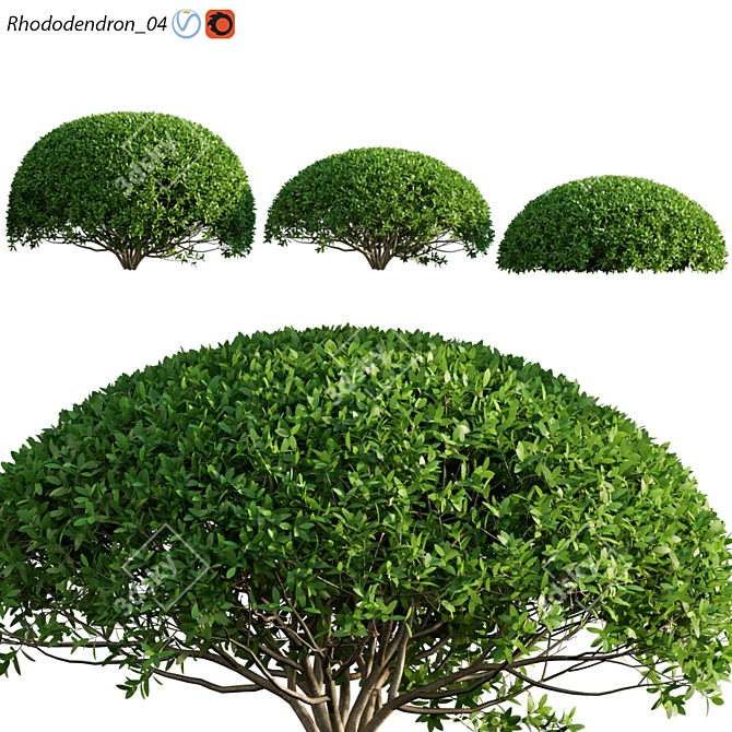 Rhododendron 04: Versatile 3D Archive 3D model image 1
