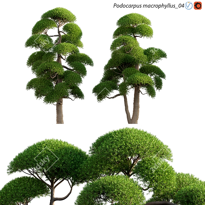 Archive Podocarpus 3D models 3D model image 1