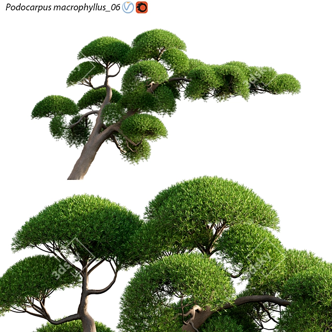 Archived Podocarpus Macrophyllus Plant 3D Models 3D model image 1