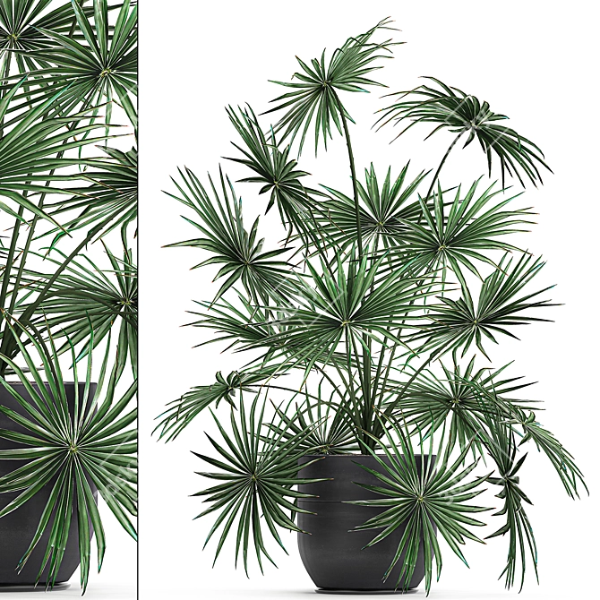 Exotic Palm Collection: Livistona, Coccothrinax, Thrinax 3D model image 1