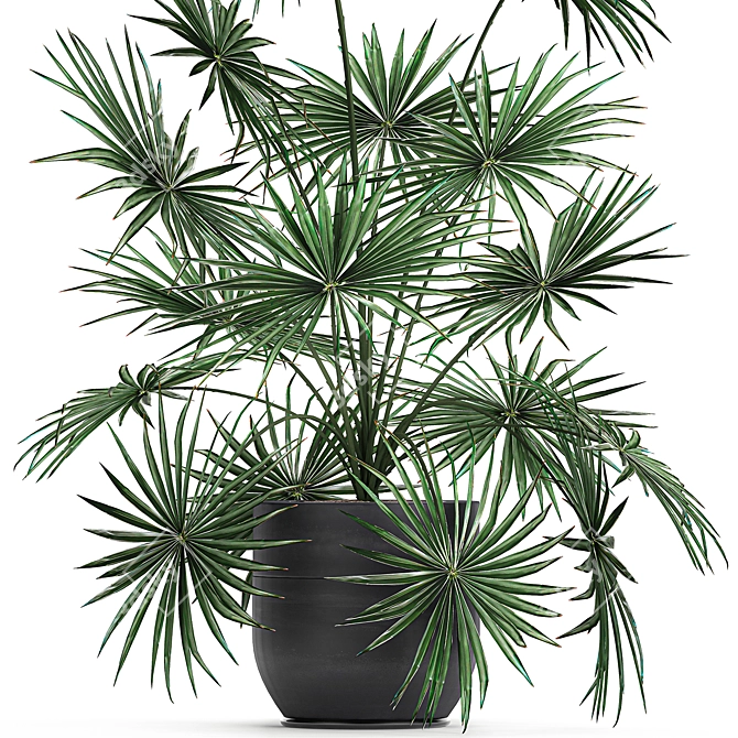 Exotic Palm Collection: Livistona, Coccothrinax, Thrinax 3D model image 2