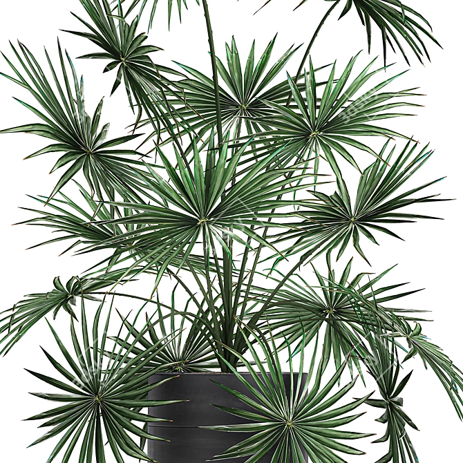 Exotic Palm Collection: Livistona, Coccothrinax, Thrinax 3D model image 3