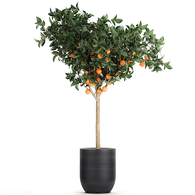 Exotic Citrus Orange Tree: Indoor/Outdoor Decor 3D model image 2