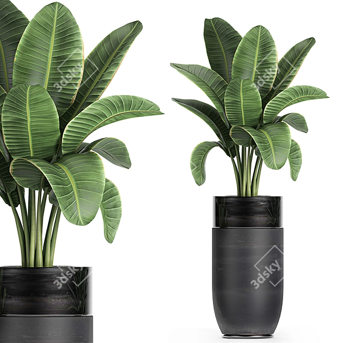 Exotic Banana Palm in Black Vase 3D model image 1