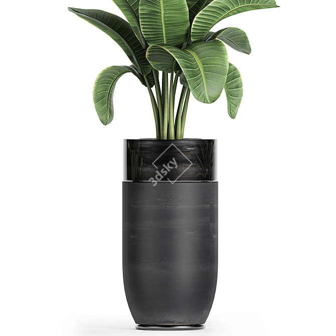 Exotic Banana Palm in Black Vase 3D model image 3