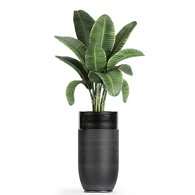 Exotic Banana Palm in Black Vase 3D model image 4