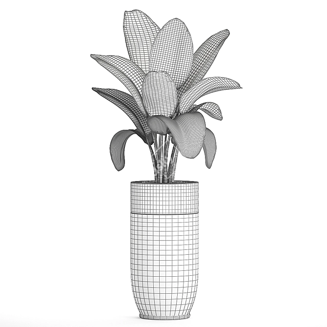 Exotic Banana Palm in Black Vase 3D model image 5