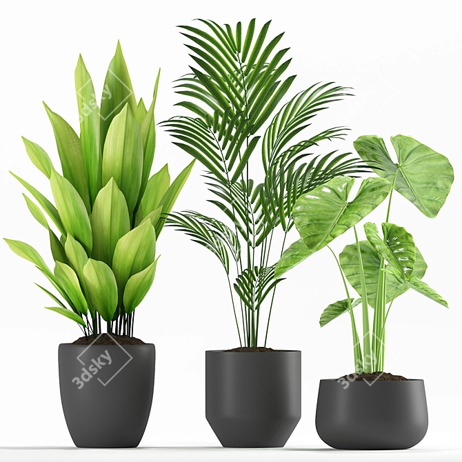 Exotic Palm Majesty & Alocasia Plant Set 3D model image 2