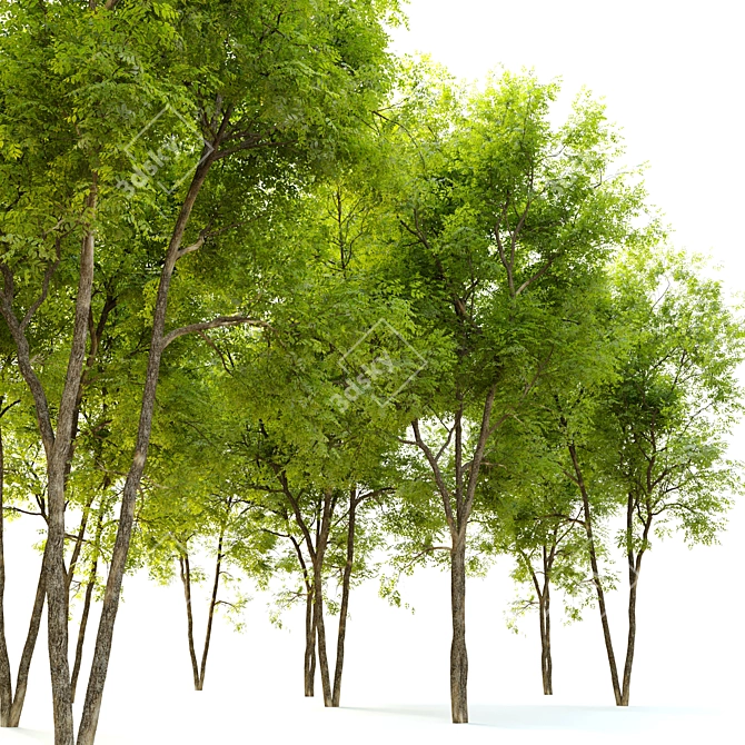 Fraxinus Pennsylvanica Summit: 10m Height, High Poly 3D Model 3D model image 4