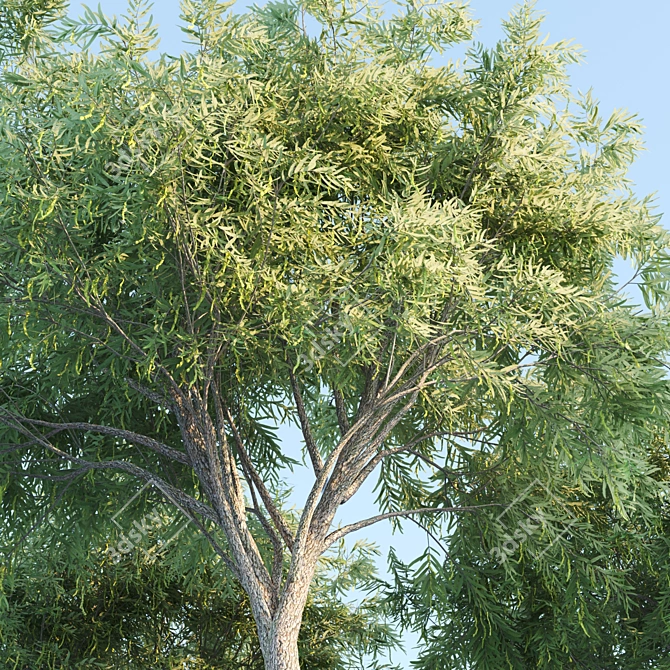 Mesquite: Natural Beauty for Your Home 3D model image 2