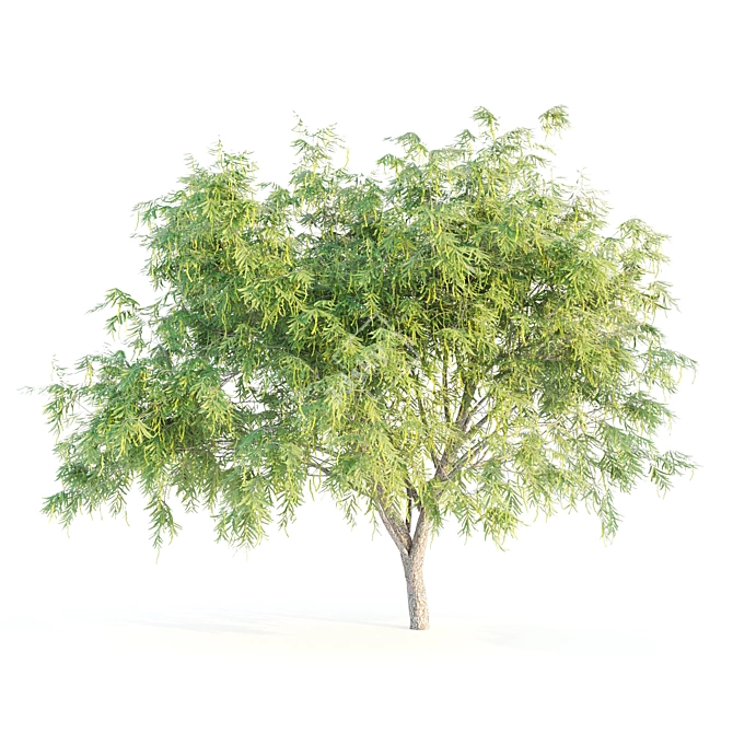 Mesquite: Natural Beauty for Your Home 3D model image 3
