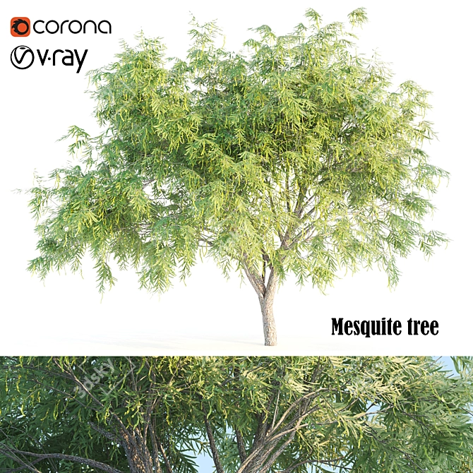 Mesquite: Natural Beauty for Your Home 3D model image 4