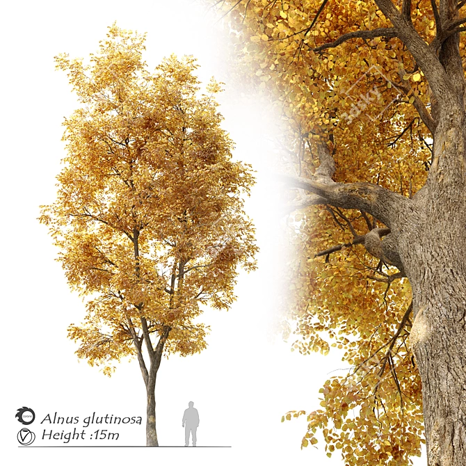 Autumnal Beauty: Alnus Glutinosa 3D model image 1