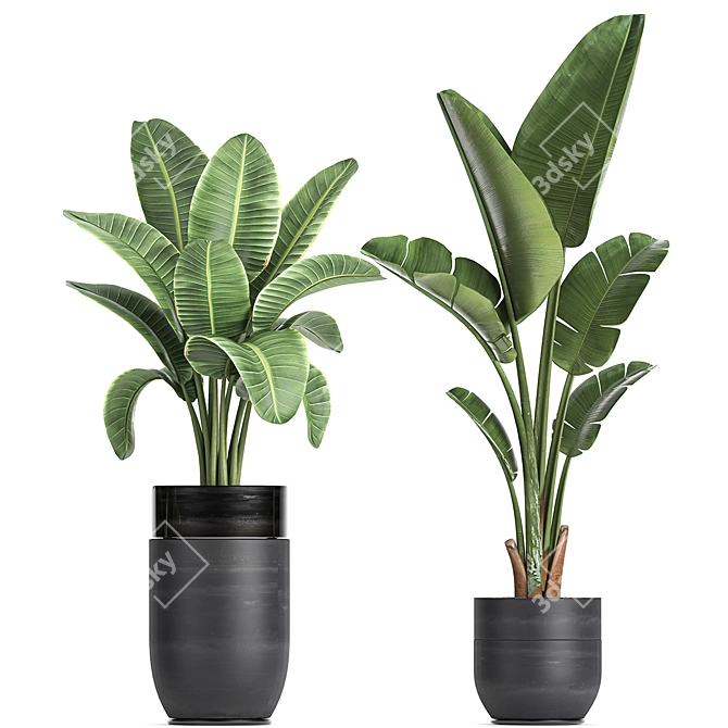 Exotic Plant Collection: Indoor & Outdoor Decor 3D model image 4