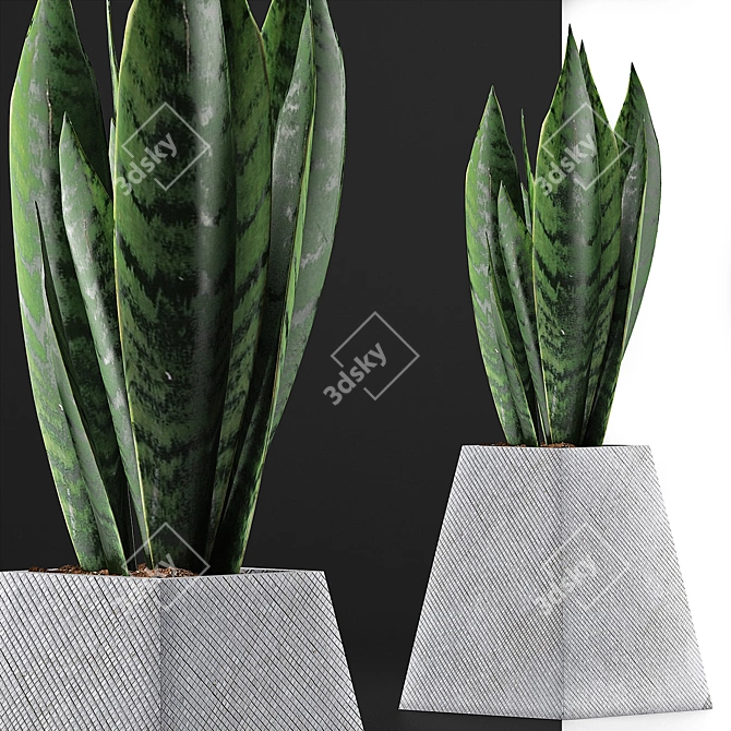 Modern Agave Plant Collection 3D model image 3