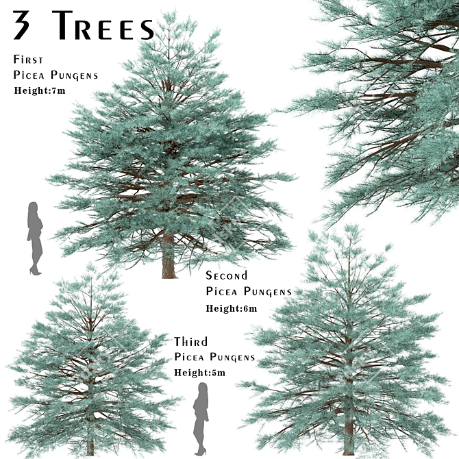 Blue Spruce Trio: Stunning Picea Pungens Set 3D model image 1