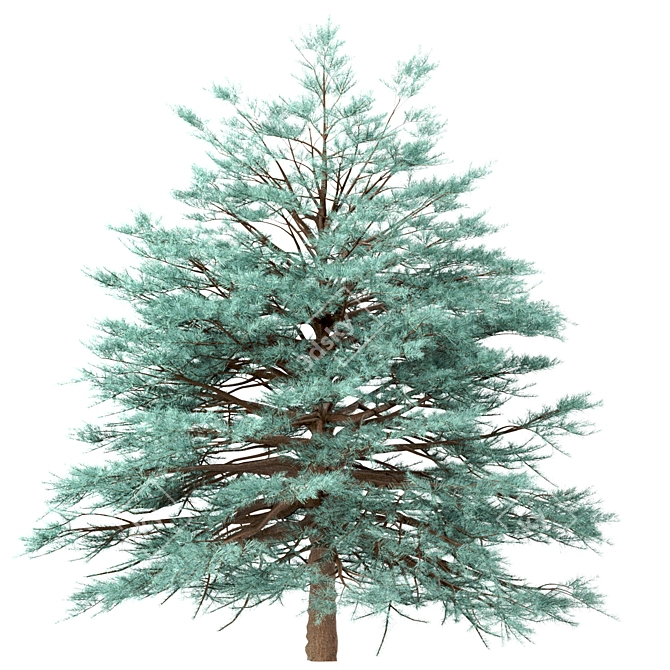 Blue Spruce Trio: Stunning Picea Pungens Set 3D model image 2