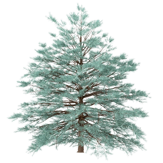 Blue Spruce Trio: Stunning Picea Pungens Set 3D model image 4