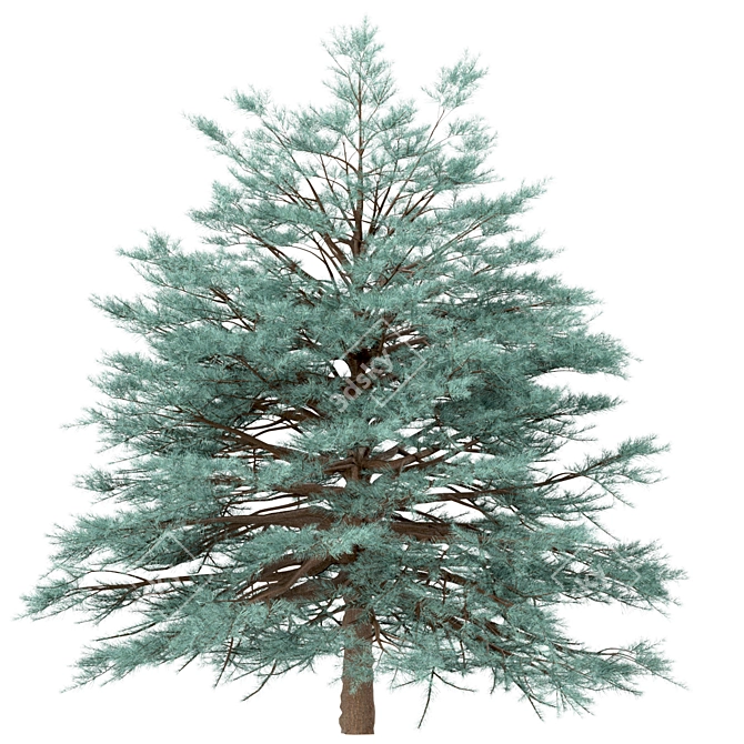 Blue Spruce Trio: Stunning Picea Pungens Set 3D model image 6