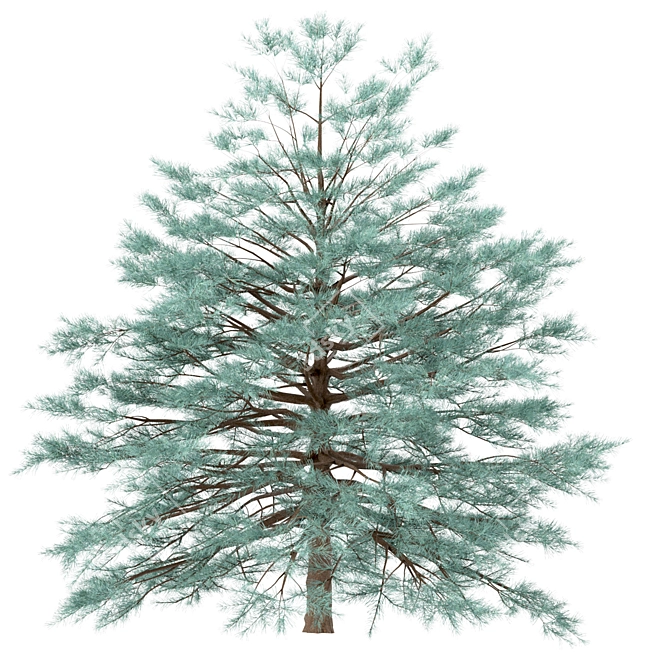 Blue Spruce Trio: Stunning Picea Pungens Set 3D model image 7